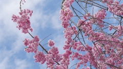 ぽんぽん桜＊届くかなぁ