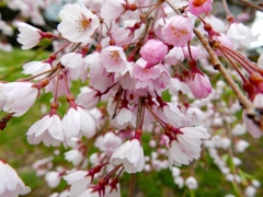 近所の桜＊