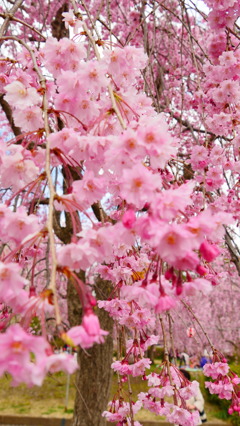 桜＊八重咲UP