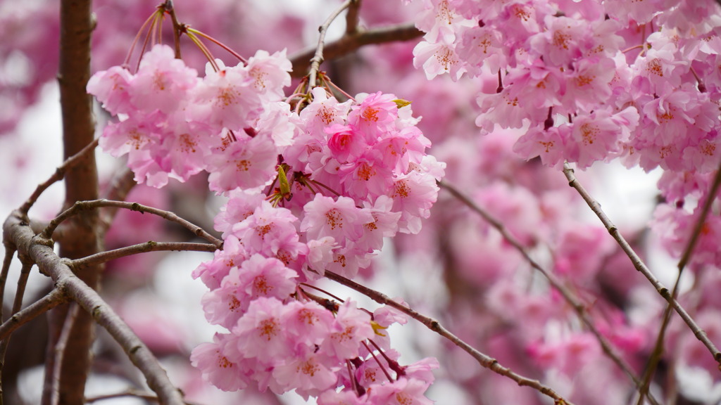 美しい桜＊八重桜