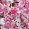 美しい桜＊八重桜