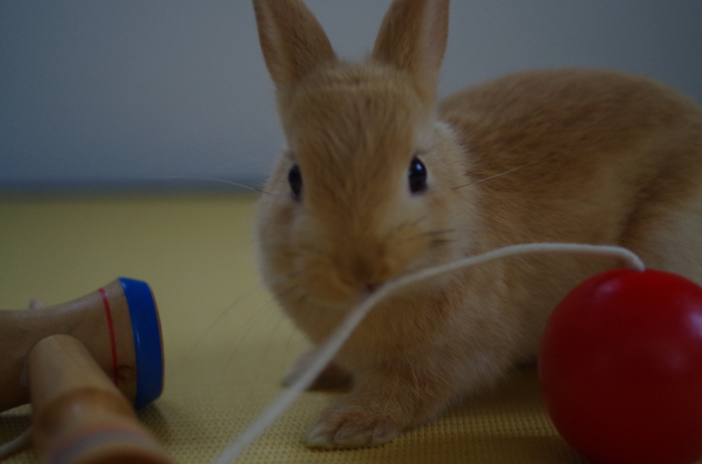 拙者クッキーでござる