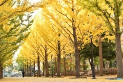 洞峰公園