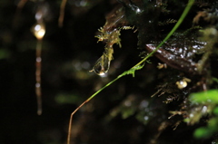 苔と滴