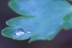 雨上がりの宝石