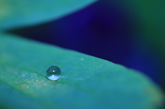 雨上がりの宝石