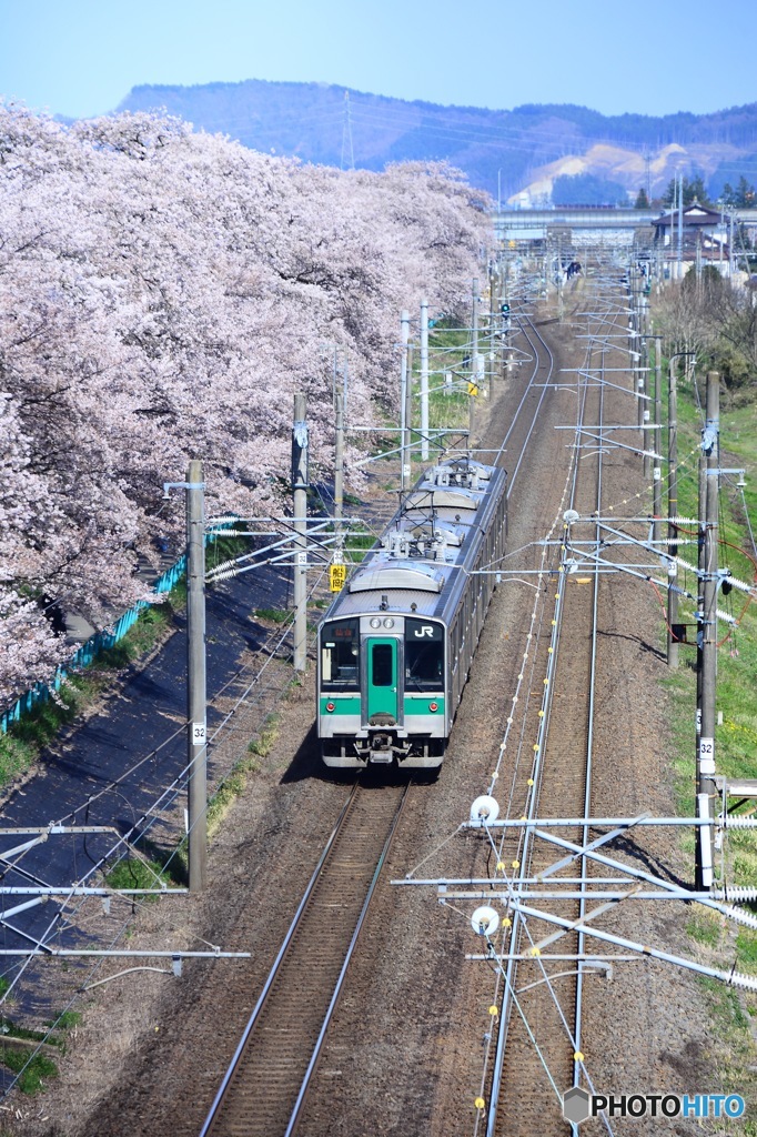 桜×電車