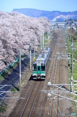 桜×電車