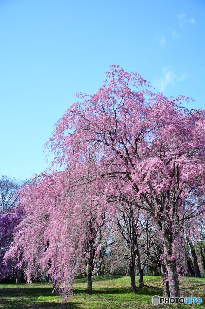 垂れ桜