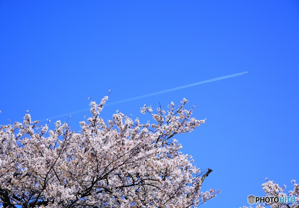 桜×飛行機雲