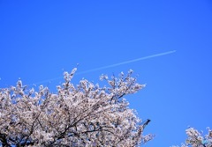 桜×飛行機雲