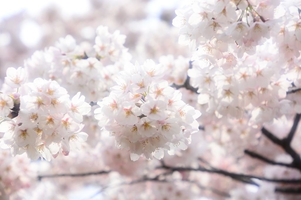 桜