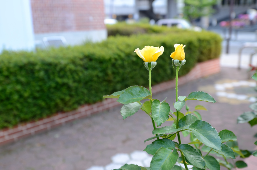 DSC_2834