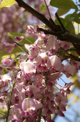 ちょびっと横須賀菖蒲園 2016 4/30 PICT9888
