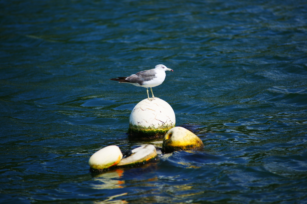 炎天下のぶら散歩 腰越漁港 8/14 DSC05583