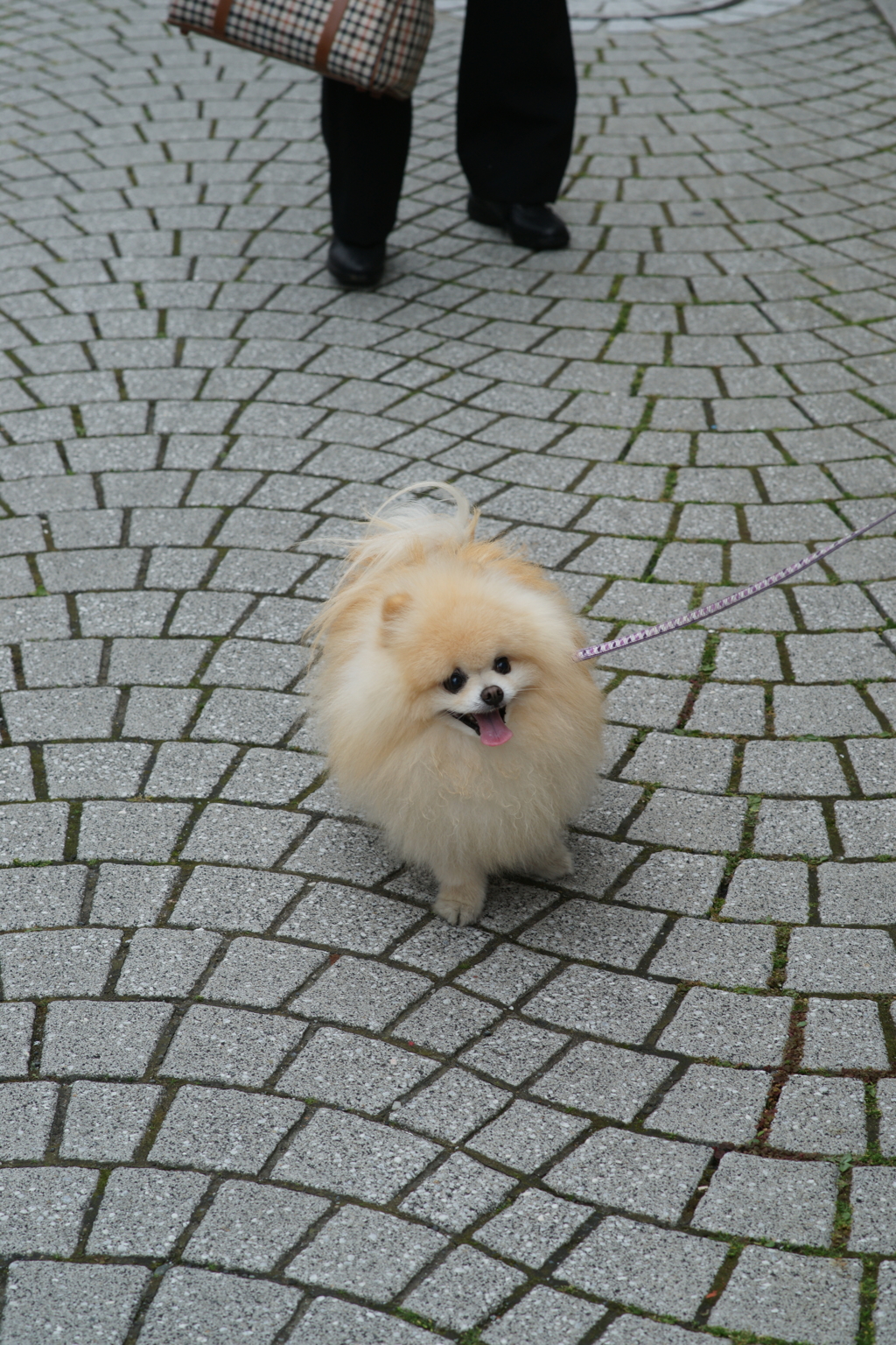 鎌倉を歩く 2016 5/3 DSC07586