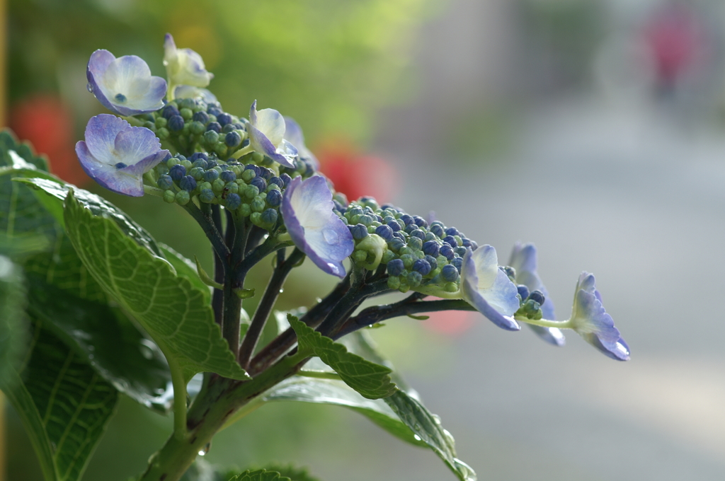雨上がりの紫陽花 鎌倉にて5/30　PICT2406