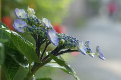 雨上がりの紫陽花 鎌倉にて5/30　PICT2406
