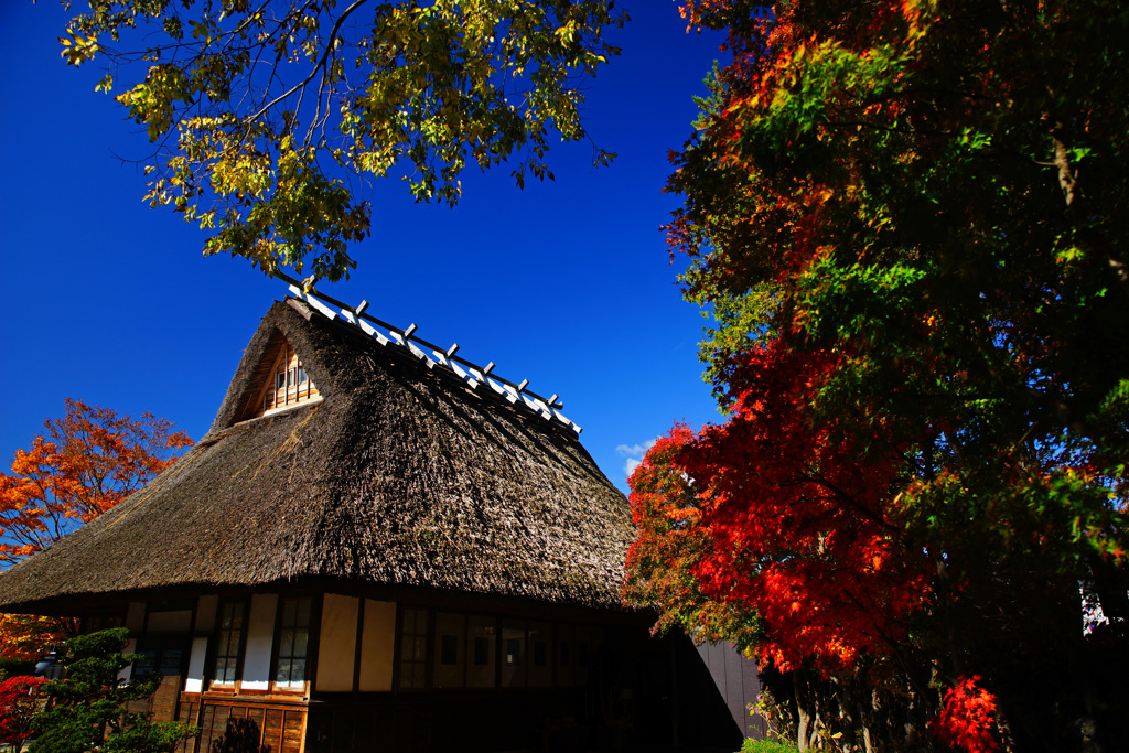 茅葺屋根のある紅葉風景...