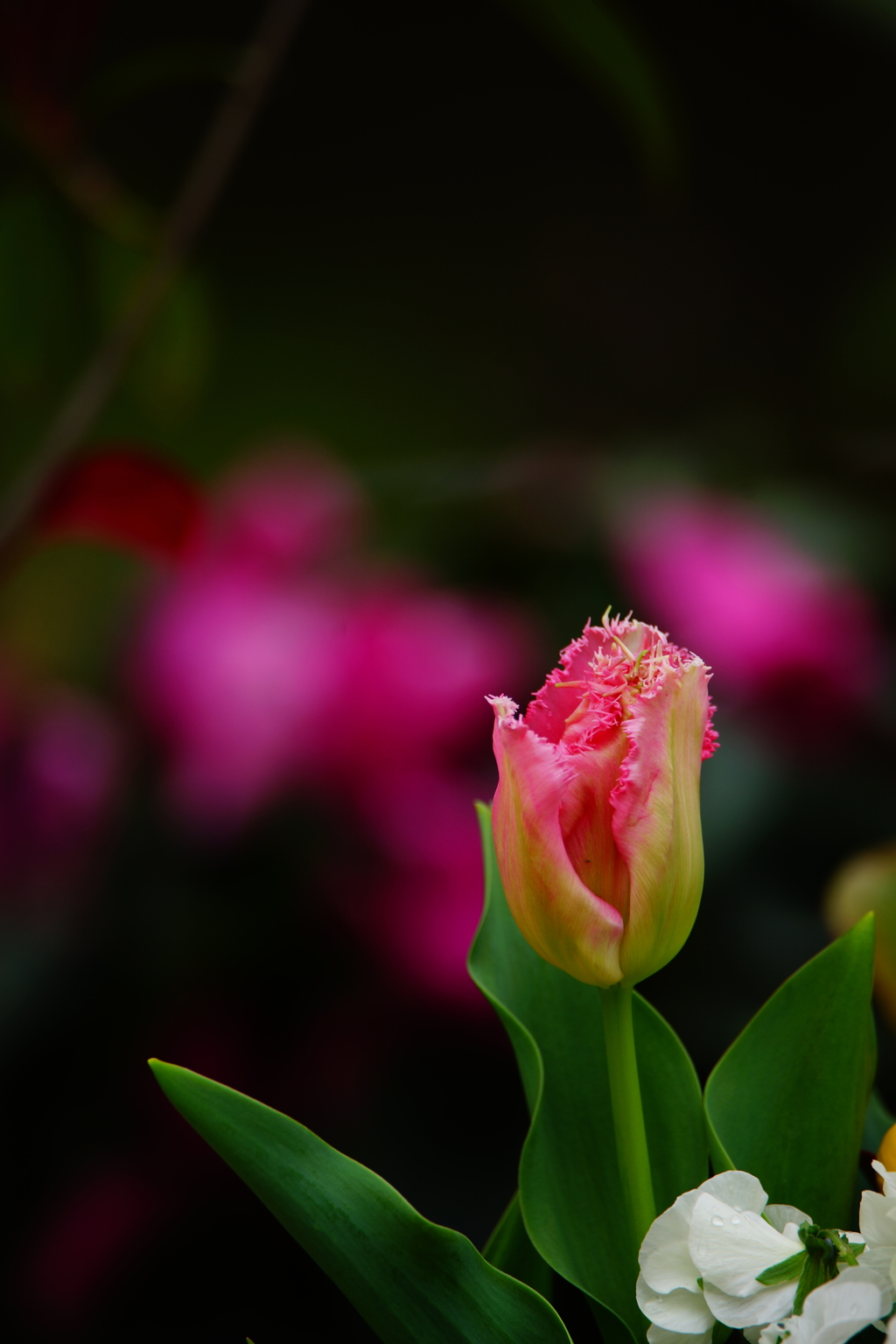 チューリップ 2016 4/3 DSC07999