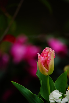 チューリップ 2016 4/3 DSC07999