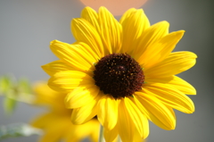 ぶら散歩 藤沢本町 7/26 DSC03794