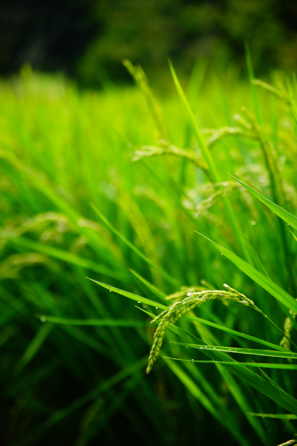 朝露の稲穂～たわわに実れ～DSC09208