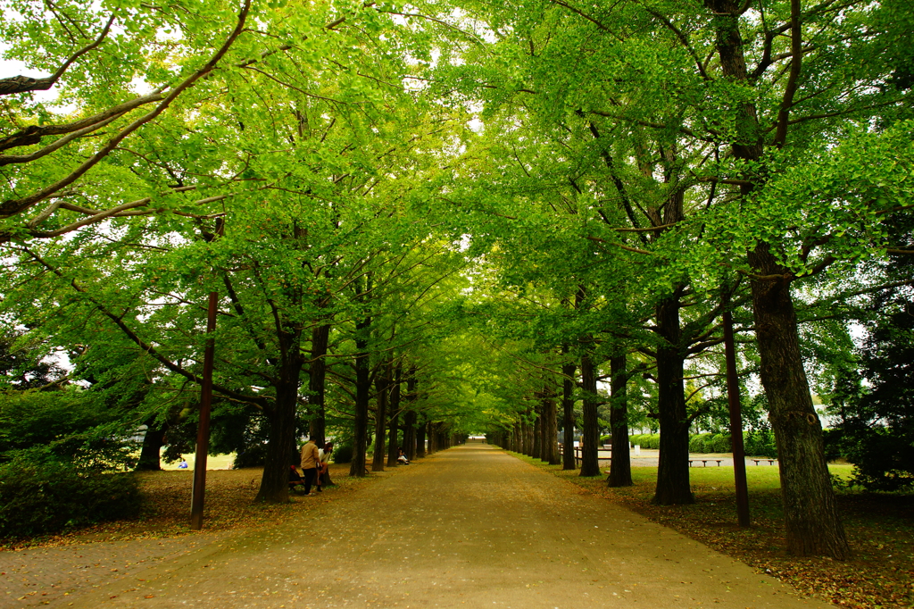 小さい秋 ぶら散歩 昭和記念公園 2015 10/10 DSC00225