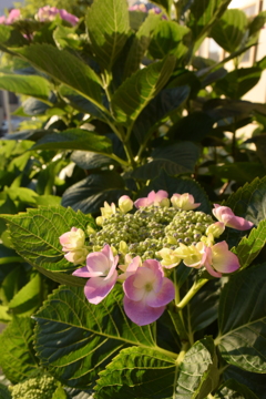 そろそろお出まし 紫陽花 2016 5/19 DSC_2857