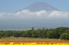 ぶら散歩 花の都公園 8/9 DSC04238