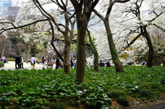 皇居東御苑 2016 3/27 DSC07102