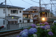 途中下車のぶら散歩② 6/1　江ノ電と紫陽花　PICT2572