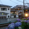途中下車のぶら散歩② 6/1　江ノ電と紫陽花　PICT2572
