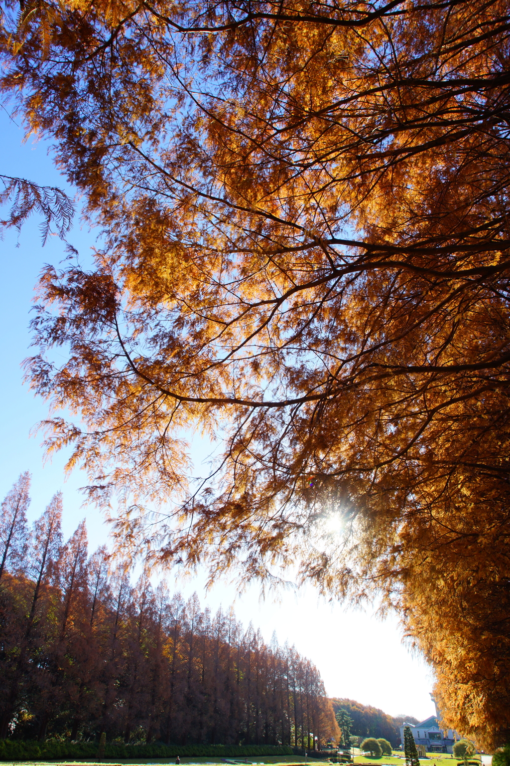 終わりに近づくメタセコイア並木の紅葉