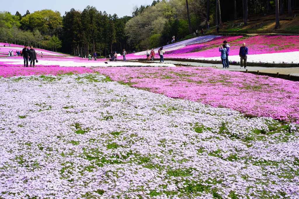秩父 羊山公園　芝桜まつり2016 DSC08891