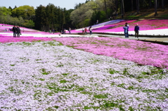 秩父 羊山公園　芝桜まつり2016 DSC08891