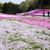 秩父 羊山公園　芝桜まつり2016 DSC08891