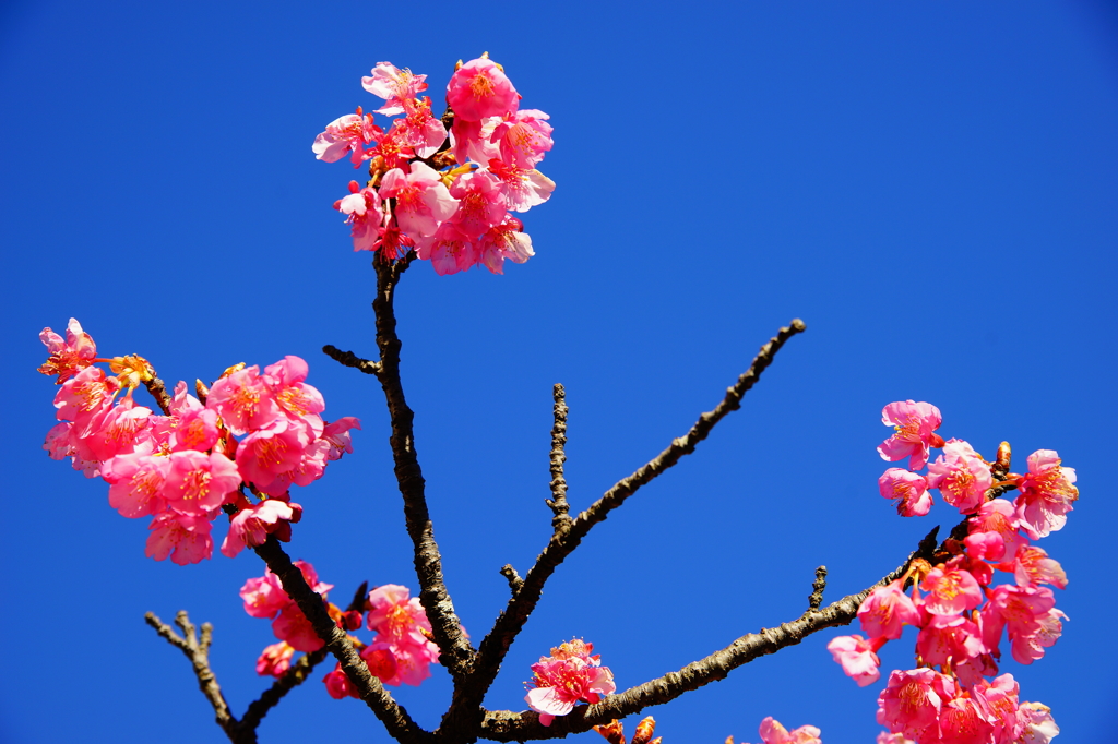 鎌倉宮 河津桜 2016 1/24 DSC04616