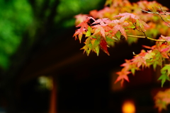 紅葉 報国寺 2016 8/20 DSC08199