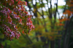 小さい秋 ぶら散歩 昭和記念公園 2015 10/10 DSC07868