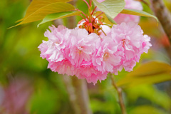 淡いピンクの君に見とれて…八重桜 ②