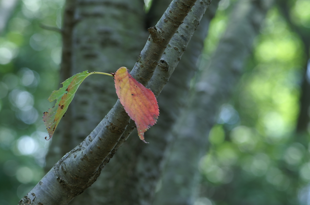 ぶら散歩 長久保公園 9/19 PICT1542