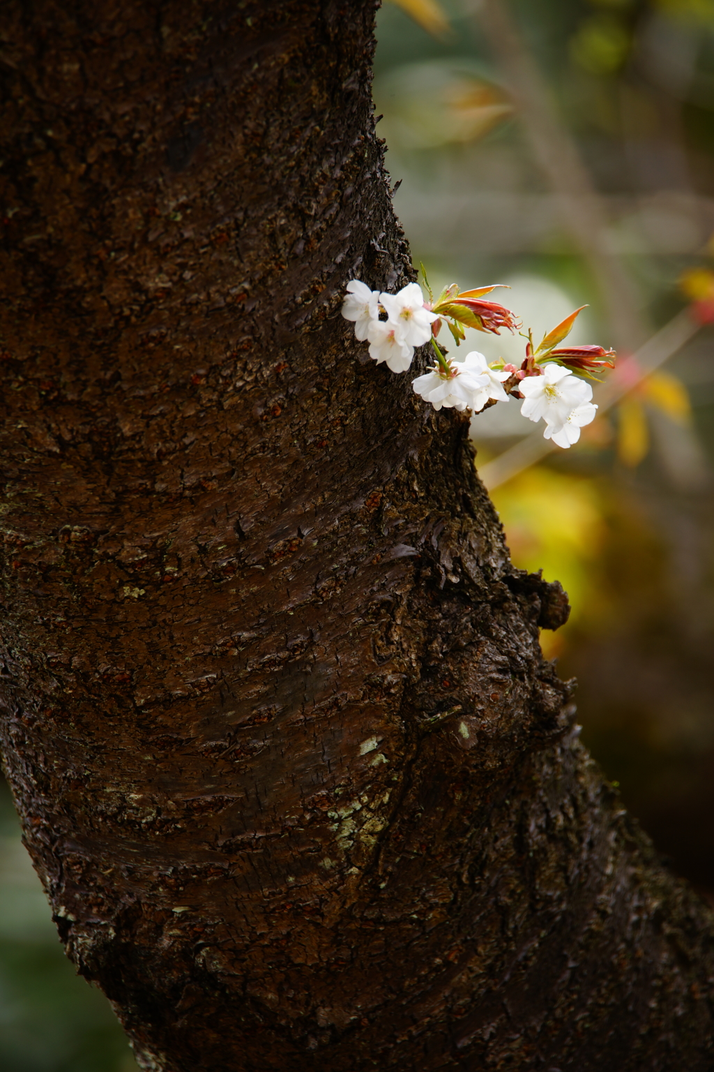 ぶらっと広町へ～桜～⑥