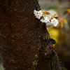 ぶらっと広町へ～桜～⑥