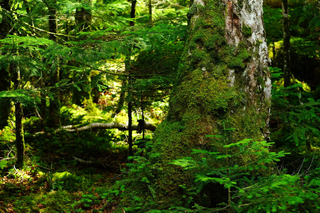 白駒の苔の森 2016 8/17 DSC07552