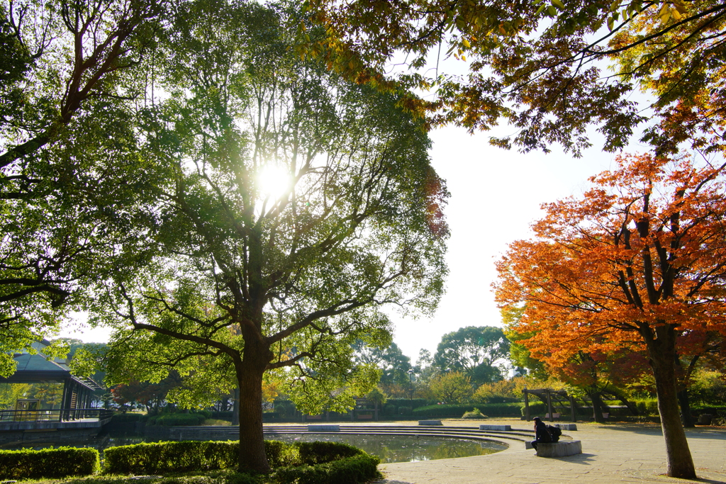 秋色公園散策