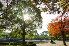 秋色公園散策