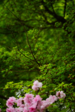 北鎌倉 ぶら散歩 2016 4/10 DSC08628