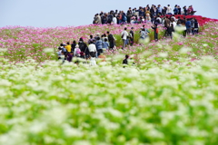 みはらしの丘～国営ひたち海浜公園～