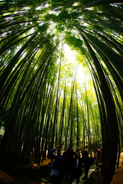 竹林の世界～報国寺～⑫
